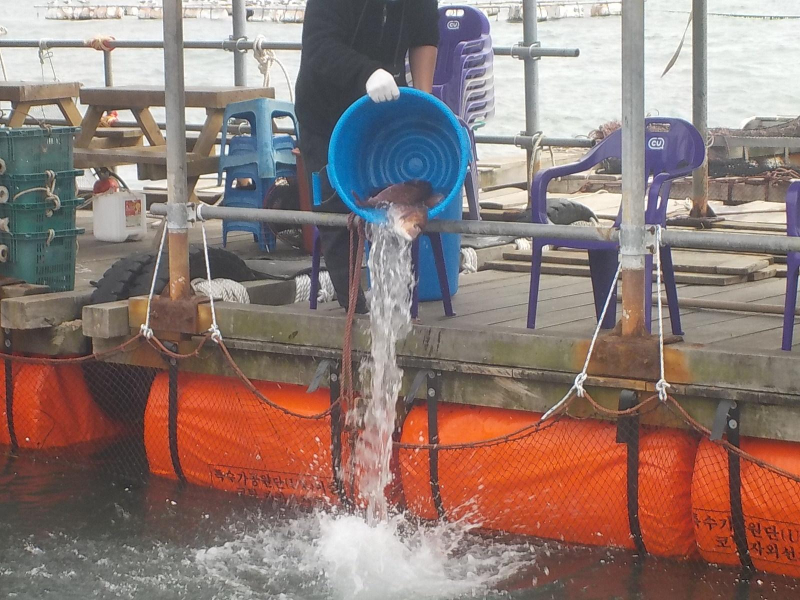 삼길포 만석좌대 1.2.3호지 특별한 사전 참돔방류 진행 했습니다.