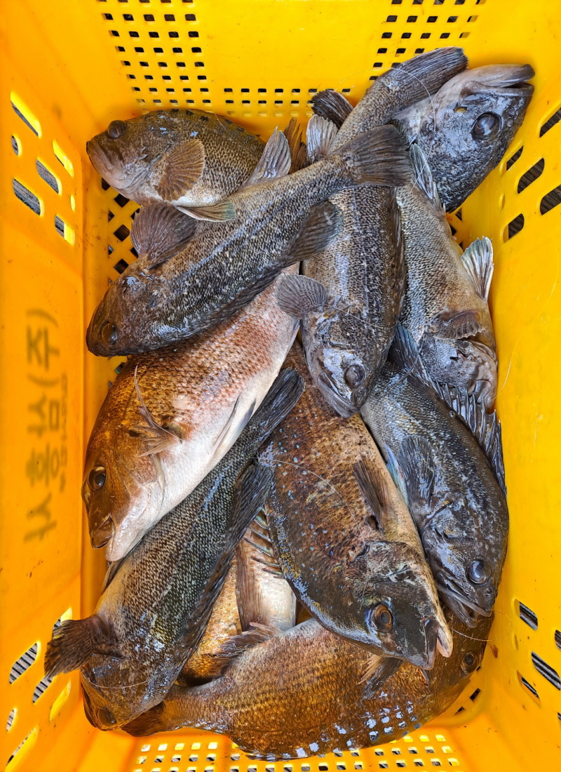 5월8일 좌대조황