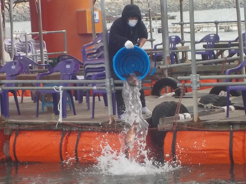 삼길포 만석좌대 1.2.3호지 특별한 사전 참돔방류 진행 했습니다.