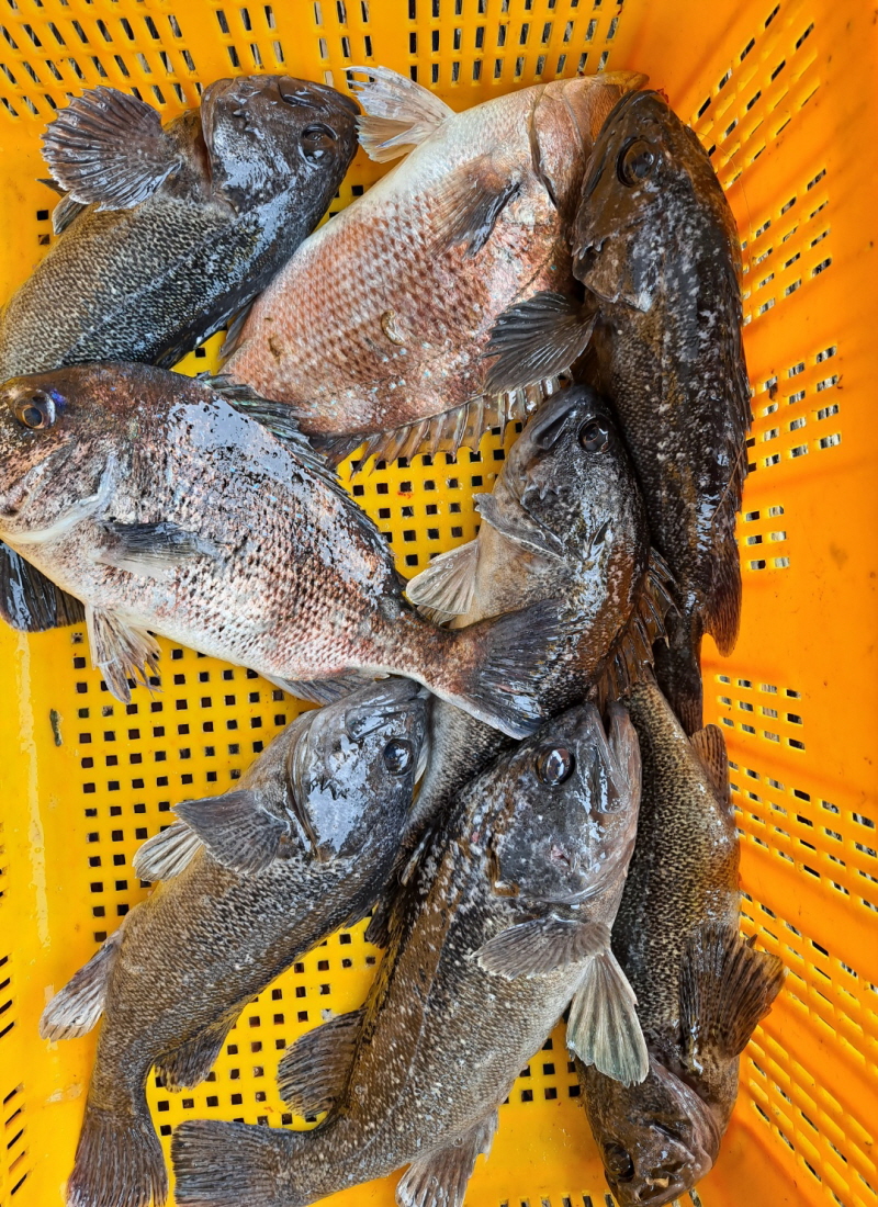 4월27일 좌대조황