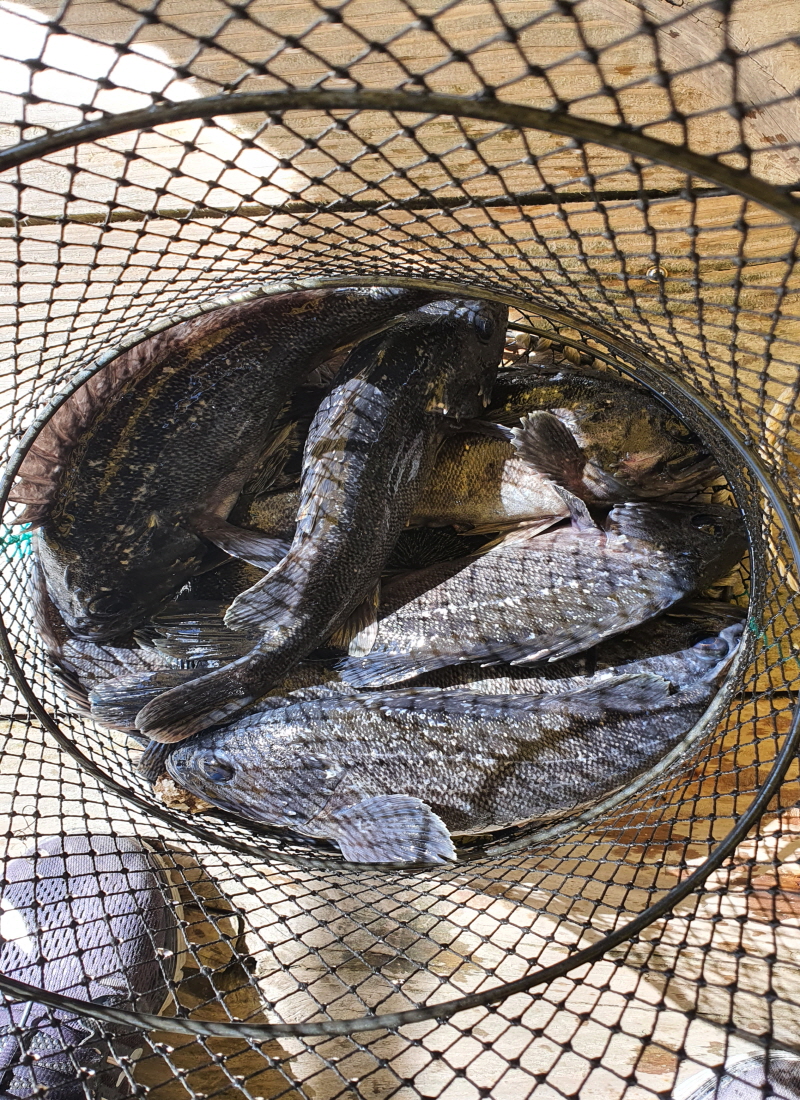 2월27일 좌대조황