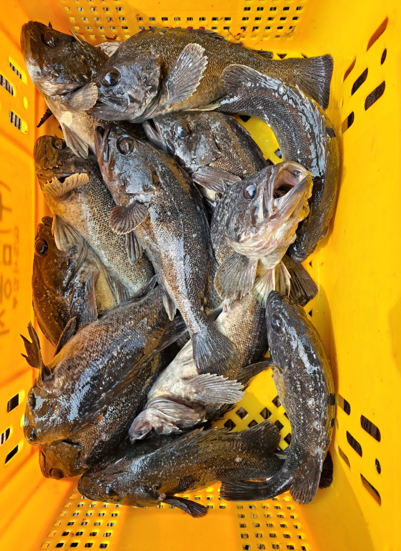 3월13일 좌대조황