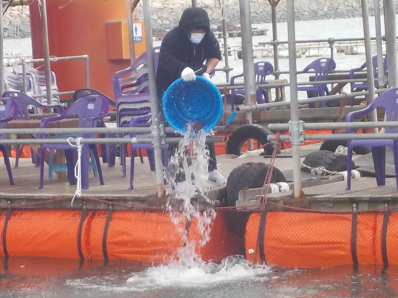 삼길포 만석좌대 1.2.3호지 특별한 사전 참돔방류 진행 했습니다.