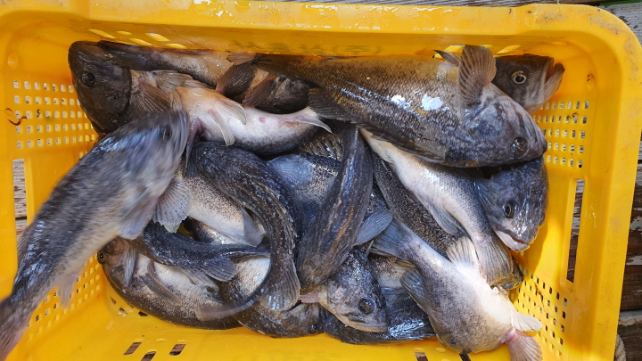 3월13일 좌대조황