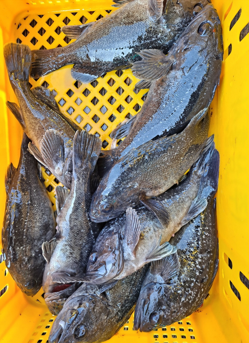 2월27일 좌대조황