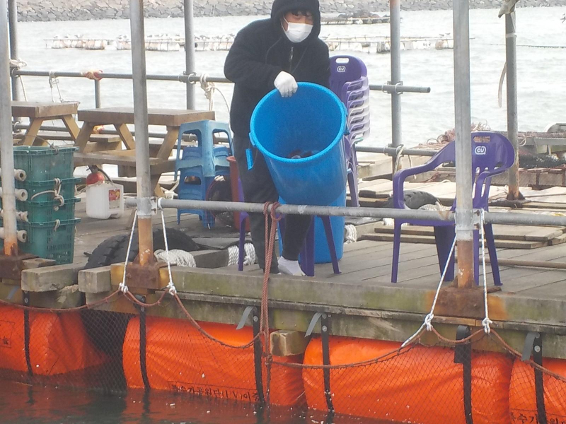 삼길포 만석좌대 1.2.3호지 특별한 사전 참돔방류 진행 했습니다.