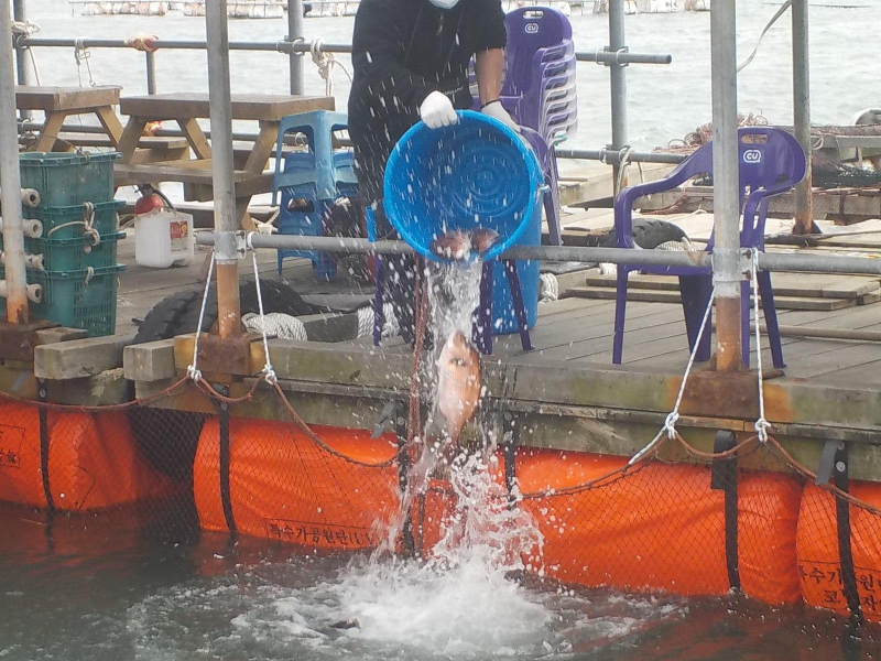 삼길포 만석좌대 1.2.3호지 특별한 사전 참돔방류 진행 했습니다.