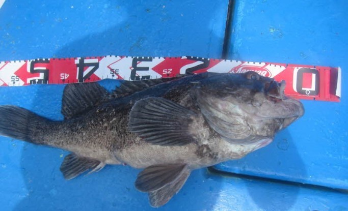 삼길포 만석좌대 소소한 자연식 이벤트 입니다.