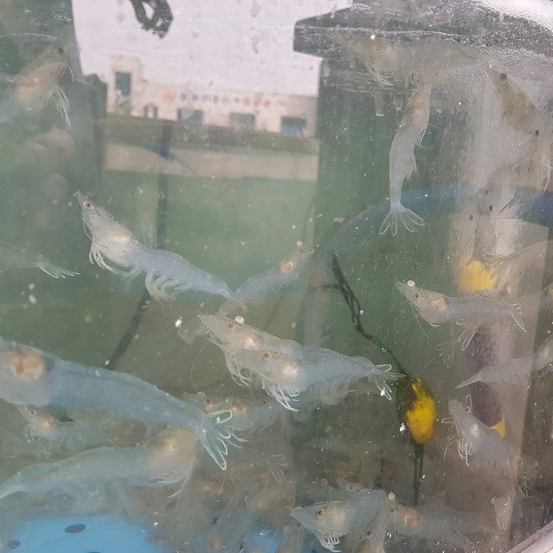 4월 16일 금요일 생새우.jpg