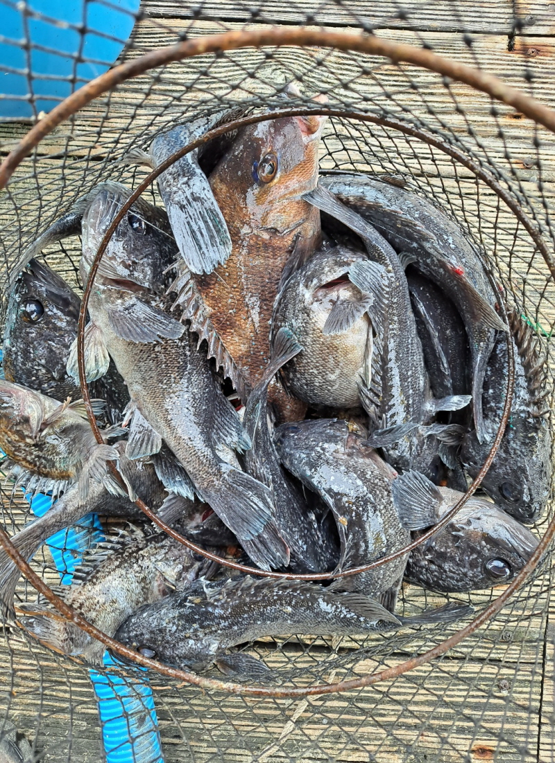 4월27일 좌대조황