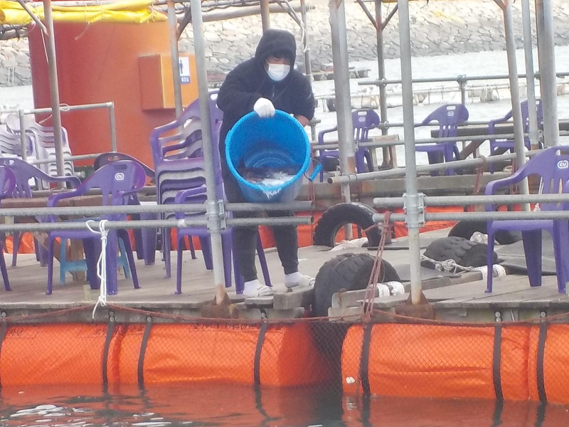 삼길포 만석좌대 1.2.3호지 특별한 사전 참돔방류 진행 했습니다.