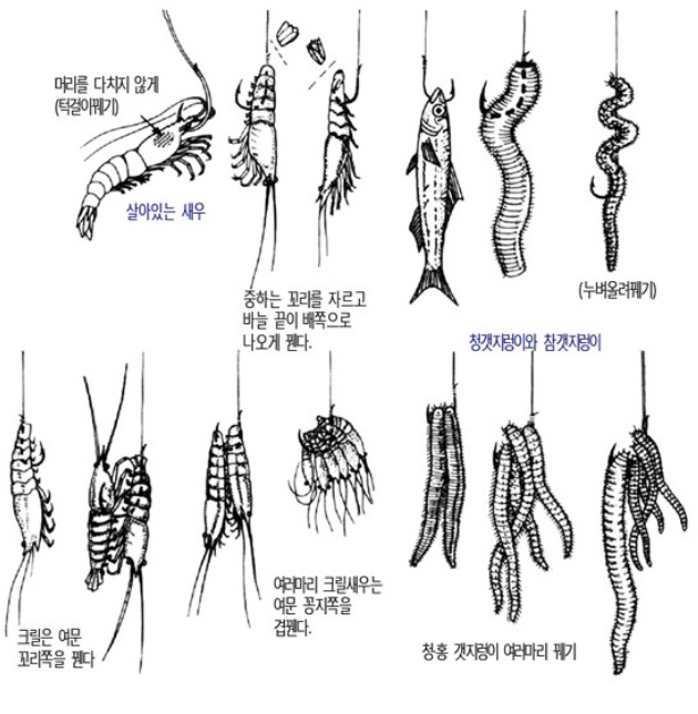 미끼 꿰는법.jpg