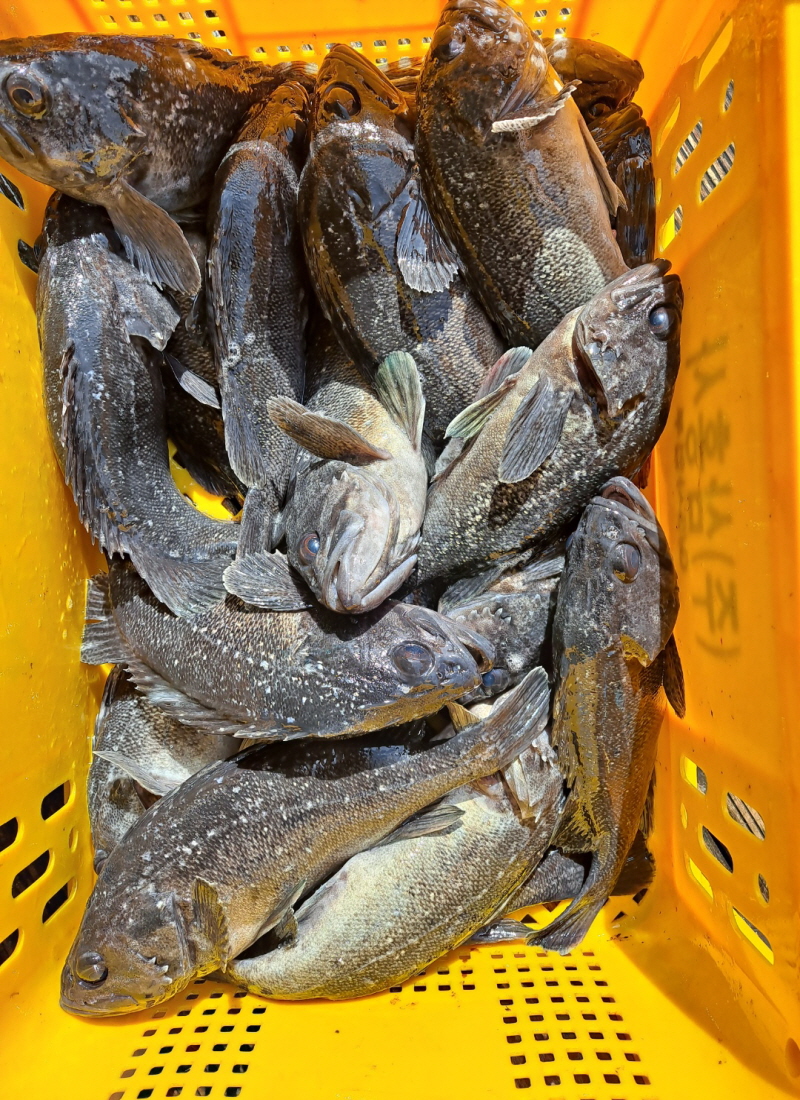 2월27일 좌대조황