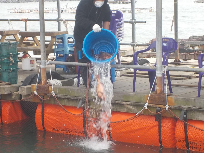 삼길포 만석좌대 1.2.3호지 특별한 사전 참돔방류 진행 했습니다.