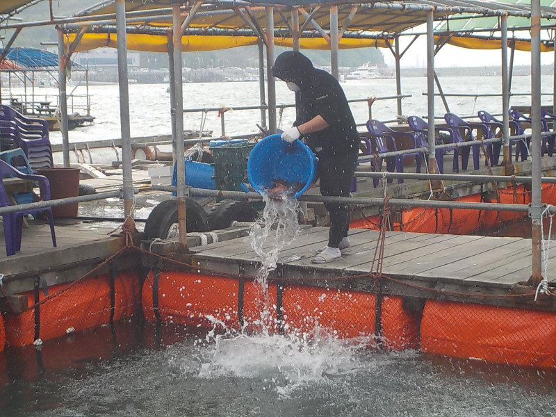 삼길포 만석좌대 1.2.3호지 특별한 사전 참돔방류 진행 했습니다.