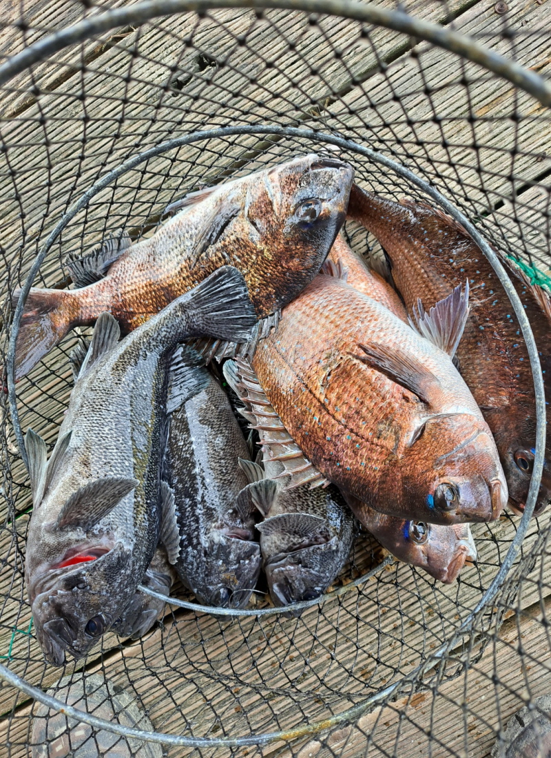 4월27일 좌대조황