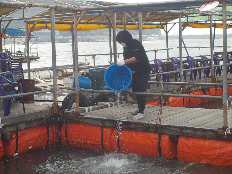 삼길포 만석좌대 1.2.3호지 특별한 사전 참돔방류 진행 했습니다.