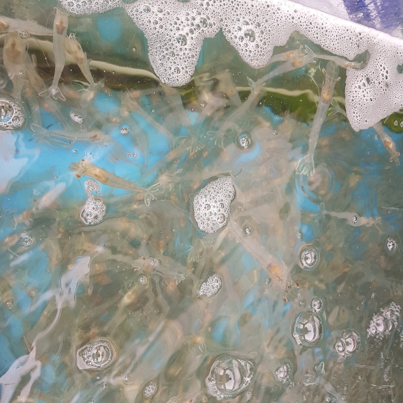 4월16일 금요일 생새우.jpg