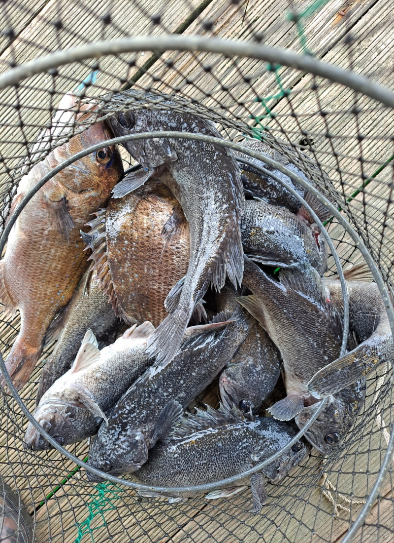 5월8일 좌대조황