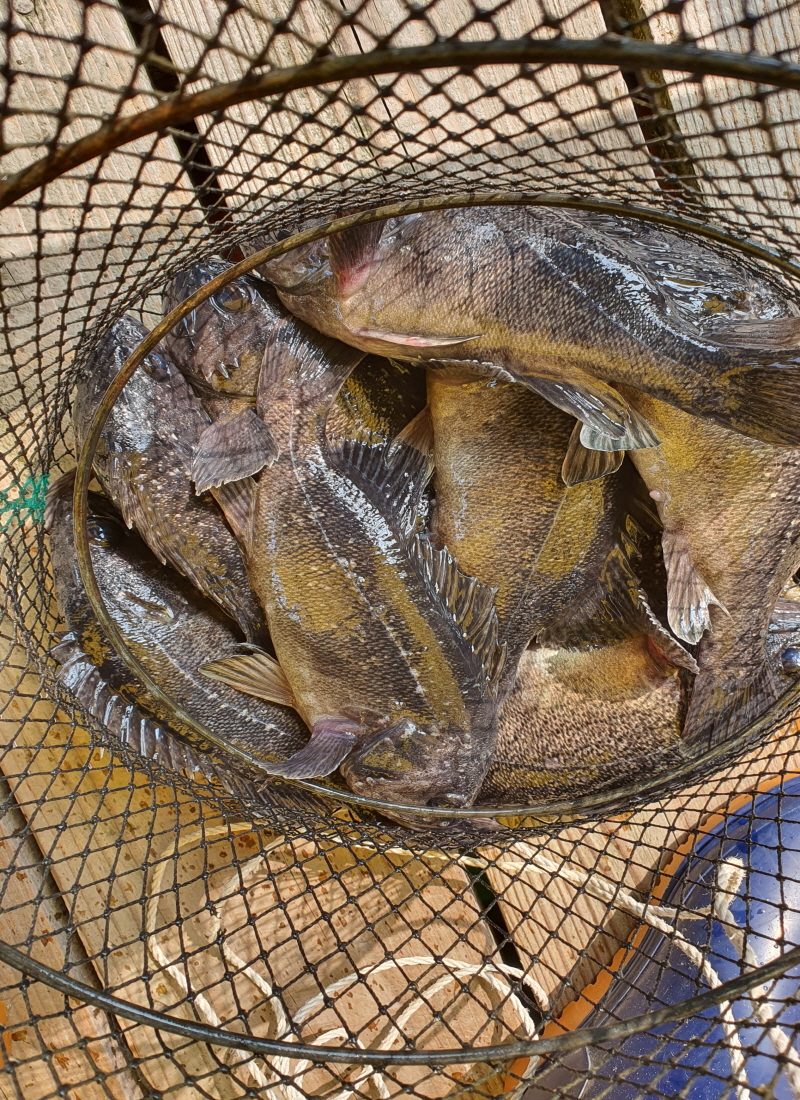 3월13일 좌대조황